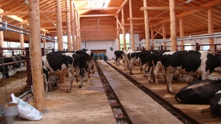عاجل القاء القبض على محتكر يخفى مواد غذائية بقيمة 450 مليون في اسطبل للابقار