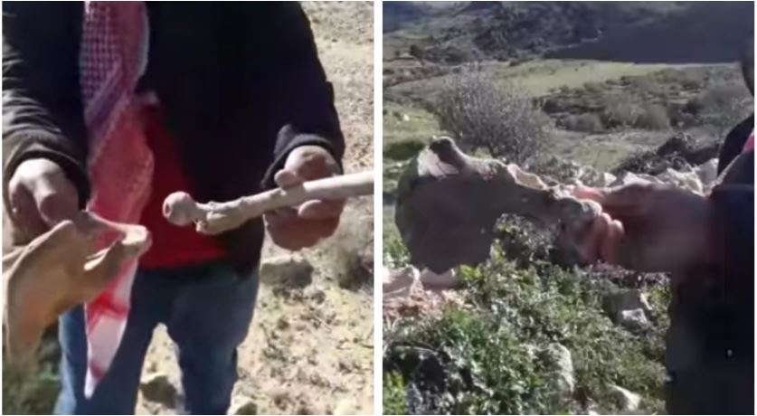 بالفيديو سليانة مواطن يستولي على مقبرة ويستخرج جثث الموتى لزراعة شجر الزيتون مكانها