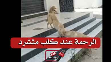 فيديو من شوارع تونس كلب متشرّد ينقل الماء لكلاب آخرين حتى يشربوا في الطقس الحار